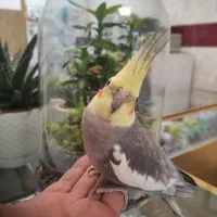 عروس هلندی نر یکساله سخنگو|پرنده|نسیم‌شهر, |دیوار