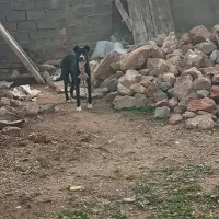 سگ ماده سرابی