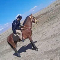 کره اسب ۲سال نرون خوشتیپ|اسب و تجهیزات اسبسواری|تربتحیدریه, بازار|دیوار