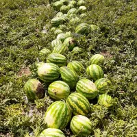 هندوانه