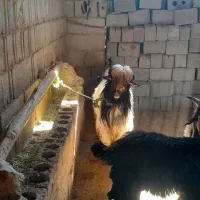مایل به معاوضه نیستم|حیوانات مزرعه|اردل, |دیوار