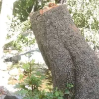 هرس و برش درخت به بالاترین قیمت بازدید رایگان|خدمات باغبانی و درختکاری|قم, بیست متری ولیعصر|دیوار