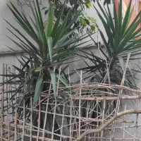 گیاه یوکا|گل و گیاه طبیعی|بابلسر, |دیوار