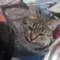 بچه گربه|گربه|نیشابور, میدون بار|دیوار