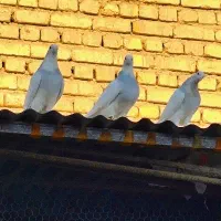 طوقی آبی|پرنده|خمینیشهر, |دیوار