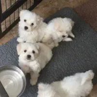 سگ تی کاپ (فنجونی) سفید/نسکافه ای|سگ|تهران, سعادت‌آباد|دیوار