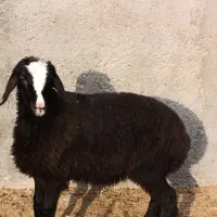 بره شال ماده|حیوانات مزرعه|قزوین, |دیوار