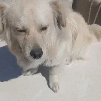 سگ اشپیتزنر