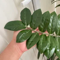 گل زاموفیلیا|گل و گیاه طبیعی|قم, سعادتی|دیوار