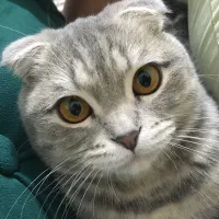 گربه اسکاتیش آنفولد