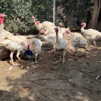 بقلمون بیوتی