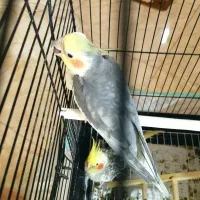 عروس هلندی نر و ماده  ماده گل باقالی نر طوسی