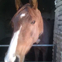 نریان کرنگ ۳قلم سفید چهار نشان ۳ساله کره طغیان