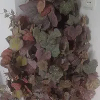 گل وگلدان