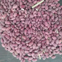 لوبیا قرمز اعلا درجه یک