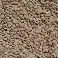 عدس محلی درجه یک