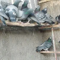 آلمانی مسافتی