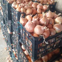 پیاز|خوردنی و آشامیدنی|فاروج, |دیوار