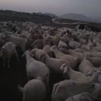 حیوانات|حیوانات مزرعه|ارزوئیه, |دیوار