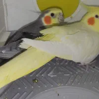 عروس هلندی مولد|پرنده|روانسر, |دیوار