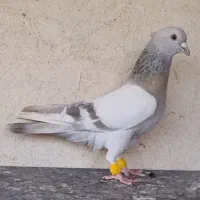 کبوتر سوسنی کاکلی
