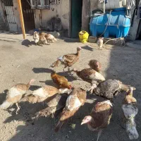 بوقلمون بوربورن و برنز آمریکایی