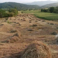 زمین فروشی با 30عدد نهال 5تا 20سال .قیمت مقطوع کف