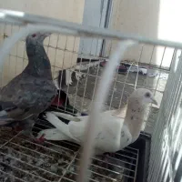 کبوتر نر و ماد خوش خال