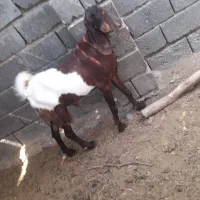 فروش چپشت|حیوانات مزرعه|رودان, |دیوار