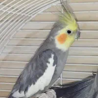 عروس پاریس هلندی|پرنده|سوسنگرد, |دیوار