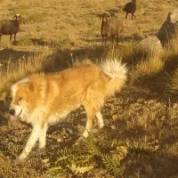 فروش سگ گله ای درجه یک اروم