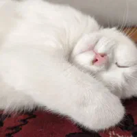 گربه پنج ماهه با وسایل کامل
