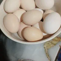 تخم مرغ خوراکی|خوردنی و آشامیدنی|رفسنجان, |دیوار