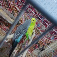 مرغ عشق|پرنده|ابریشم, |دیوار