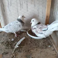 گمشده|پرنده|اصفهان, کوی راه حق|دیوار