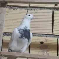 طوقی|پرنده|میبد, |دیوار