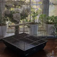 دوعدد قفس تمیز ومرتب|لوازم جانبی حیوانات|شیروان (خراسان), |دیوار