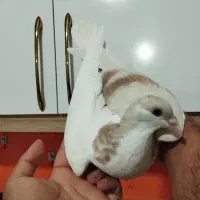 کله سفید کاکول وچپ وراست وسینه سیاه|پرنده|شادمهر, |دیوار