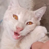 واگذاری رایگان گربه نر خوش رنگ