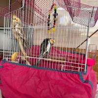 عروس هلندی مولد