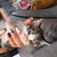 سه تا بچه گربه واگذار میشود ب