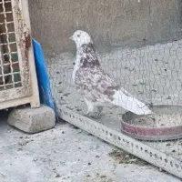 کبوتر کفتر گرگی نر اصیل تهران شمرونی