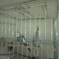 جفت کارداده تضمینی با قفس و لونه