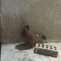 کله ای یه تیکه|پرنده|آبادان, |دیوار