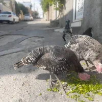 بوقلمون ماده|حیوانات مزرعه|آبدانان, |دیوار