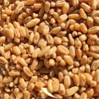 گندم .جو