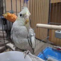 جفت عروس هلندی|پرنده|رودسر, |دیوار