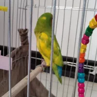 طوطی برزیلی رام