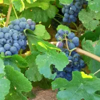 مویز بش دشمن زیاری|خوردنی و آشامیدنی|شیراز, فرگاز|دیوار