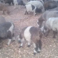 بره نر مناسب پروار